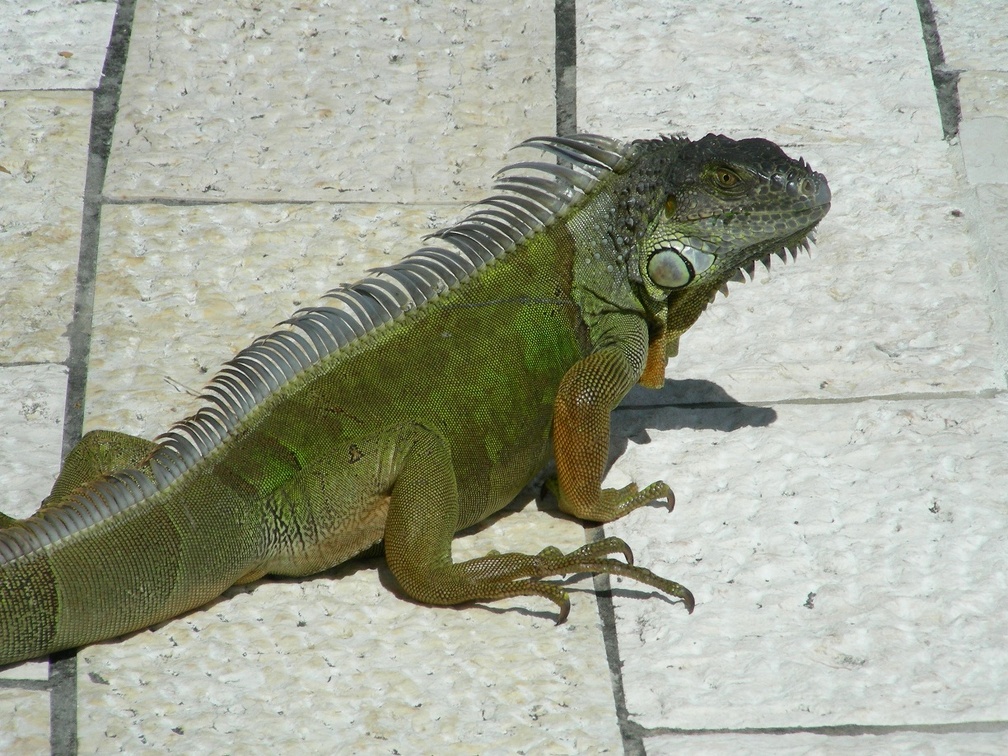 25-Iguana at HC d